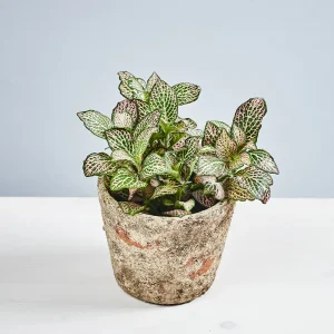 Fittonia mosaic mistral
