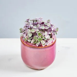 Smużyna płożąca 'Pink Lady' (callisia rosato) baby