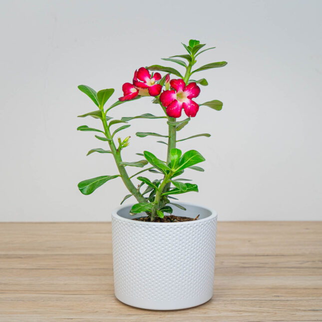 Róża pustyni (adenium obesum) Róża pustyni (adenium obesum)