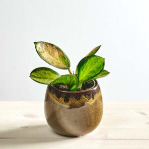 Hoya australis lisa baby
