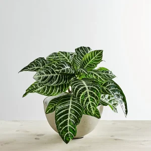 Afelandra stercząca kwitnąca (aphelandra squarrosa dania)