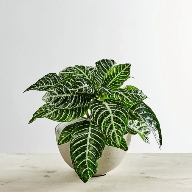MS1k7_0158_0616SZKLARNIA 101 Afelandra stercząca kwitnąca (aphelandra squarrosa dania)