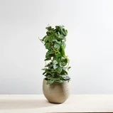 Scindapsus pictus silvery ann na paliku