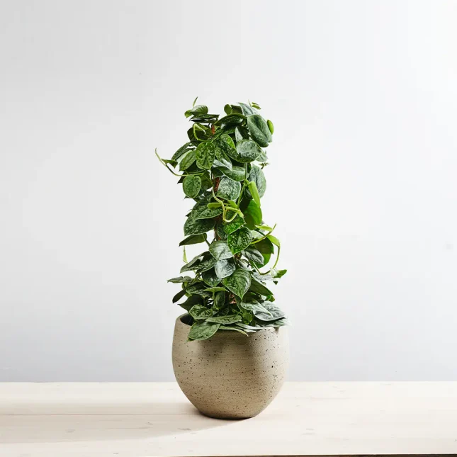 Scindapsus pictus silvery ann na paliku