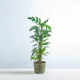 Epipremnum pinnatum baltic blue na paliku