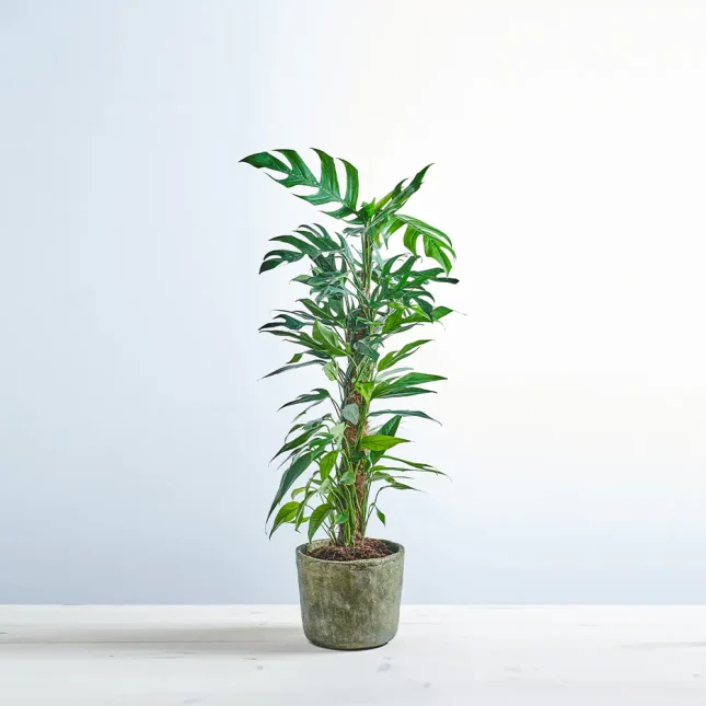 Epipremnum pinnatum baltic blue na paliku