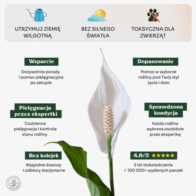 Skrzydłokwiat_cechy Skrzydłokwiat_cechy
