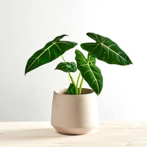 Alokazja micholitziana frydek (alocasia)