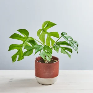 Monstera minima 'little sister'