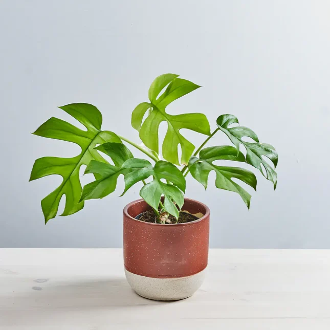MS141k_0004_MS14 4 Monstera minima 'little sister'