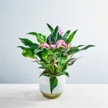 Anthurium zizou