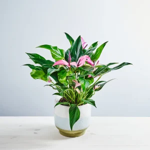 Anthurium zizou