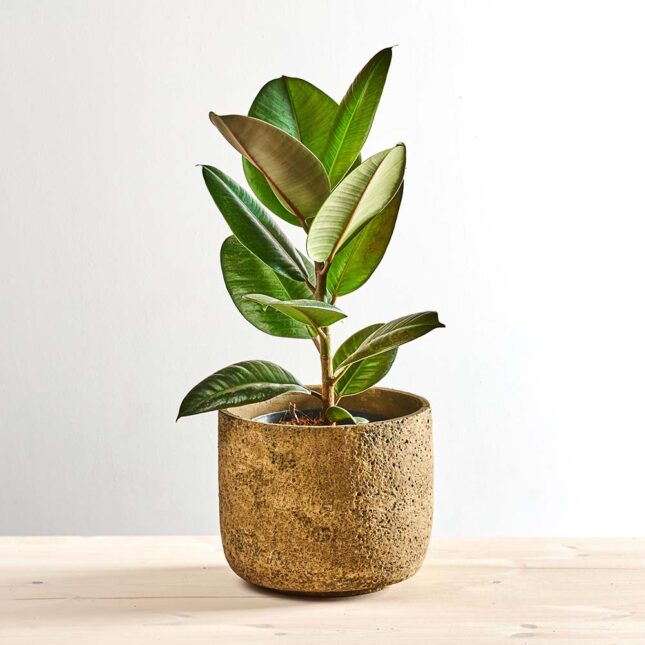 szkalrnia1k_0011_0423SZKLARNIA 172 Fikus elastica robusta (ficus)