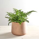 Paproć zanokcica (asplenium parvati)