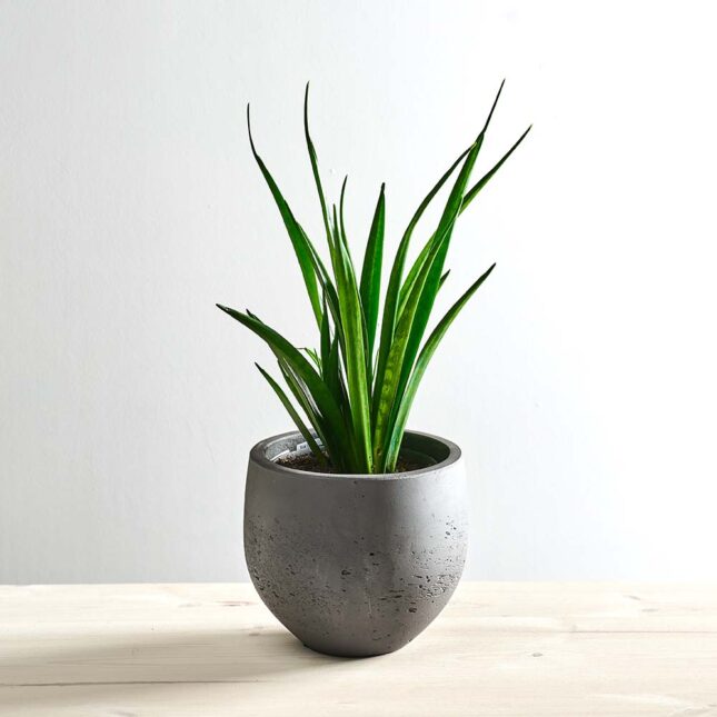 szkalrnia1k_0071_0423SZKLARNIA 112 Sansevieria kirkii friends
