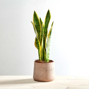 Sansevieria trifasciata laurentii