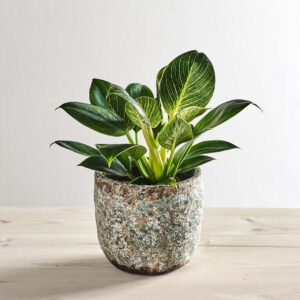 Philodendron birkin