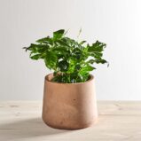 Kawa (coffee arabica)