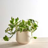 Epipremnum n'joy