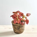 Niedośpian (hypoestes)