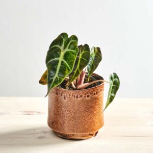 Alokazja curly bambino baby (alocasia)