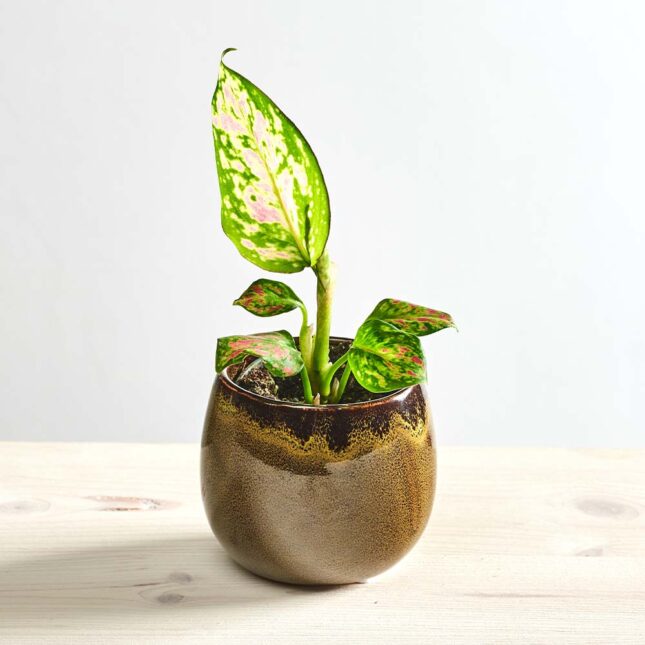 szkalrnia1k_0177_0423SZKLARNIA 0 Aglaonema red valentine baby