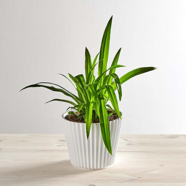 szkalrnia1k_0183_0417SZKLARNIA 183 Zielistka lemon (chlorophytum comosum)