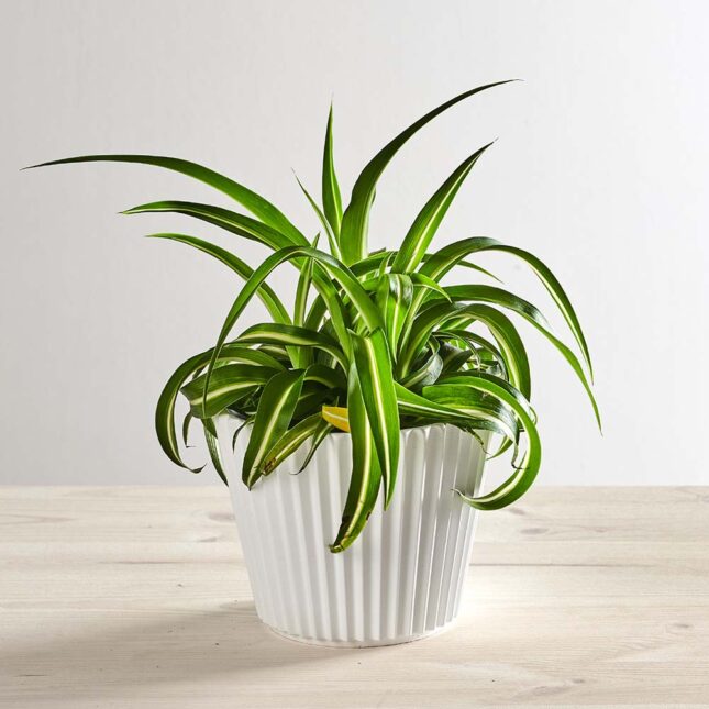 szkalrnia1k_0186_0417SZKLARNIA 186 Zielistka bonnie (chlorophytum comosum)