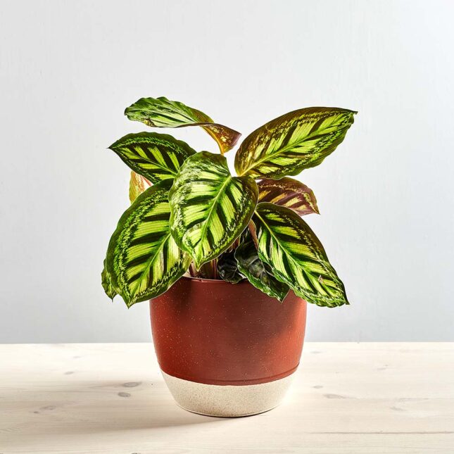 Calathea flamestar