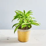 Dracena surculosa florida beauty (dracaena)
