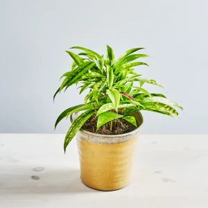Dracena surculosa florida beauty (dracaena)