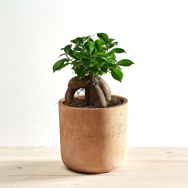 szklarnia1k31k_0096_0423SZKLARNIA 233 Fikus microcarpa ginseng (ficus)