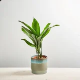 Aspidistra wyniosła (aspidistra elatior)