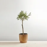 Drzewko oliwne gigant (olea europaea)