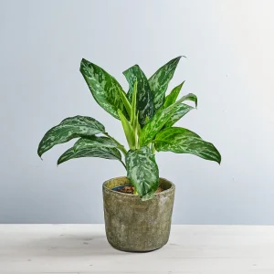 Aglaonema green lady