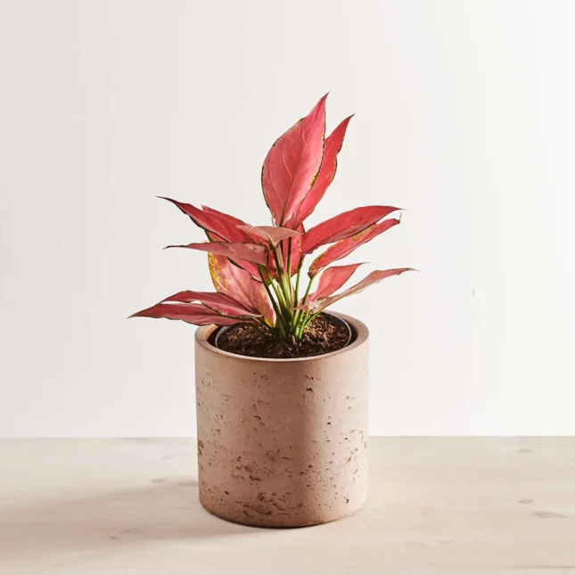 MS6_1k_0111_0523SZKLARNIA 111 Aglaonema cherry baby