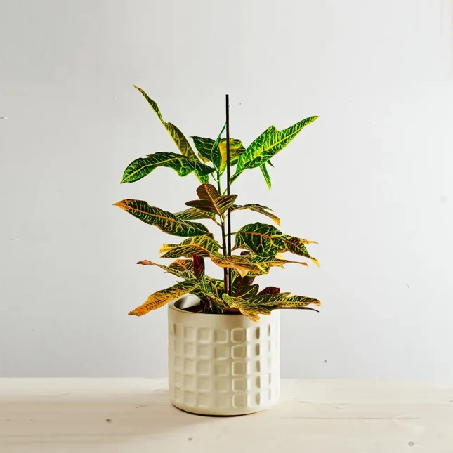 Codiaeum excellent (kroton)