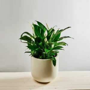Skrzydłokwiat (Spathiphyllum)