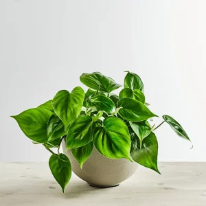Philodendron scandens