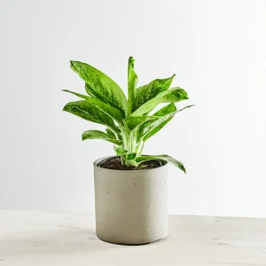 Aglaonema lemon mint