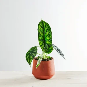Alokazja dragon scale (alocasia)