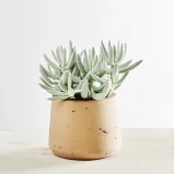 Senecio aquarine mount blanc