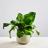Calathea network