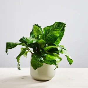 Calathea network