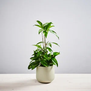 Dracena surculosa aurea (dracaena)