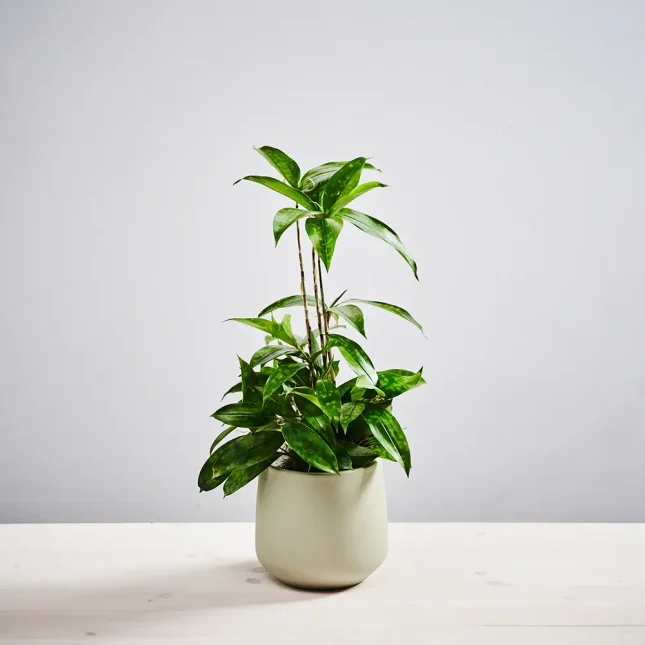 MS1k8_0243_0629SZKALRNIA 243 Dracena surculosa aurea (dracaena)