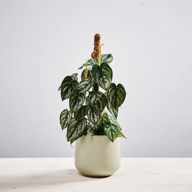 MS1k8_0246_0629SZKALRNIA 246 Philodendron brandtianum