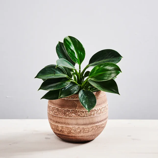 Philodendron green princess
