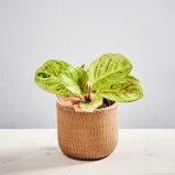 Aglaonema apple fantasy