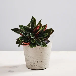 Peperomia rosso baby